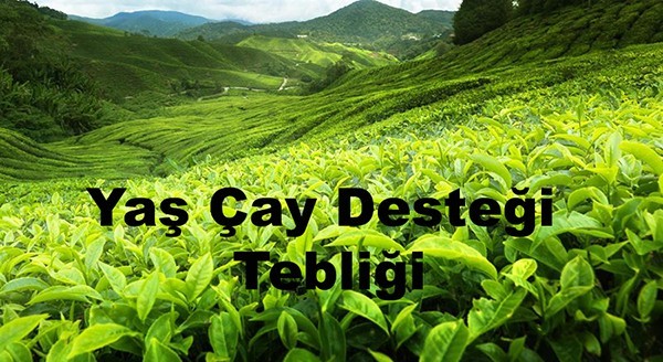 YA� �AY DESTE�� TEBL���